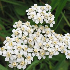 27_achillea-millefolium